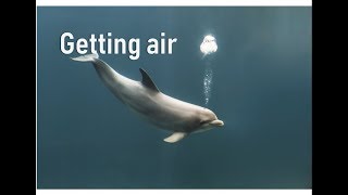 How do whales and dolphins breathe  Prof TRACEY ROGERS UNSW Sydney Australia [upl. by Ahsilad665]