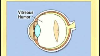 Ophthlmology Lecture  Eye Anatomy Part 2 [upl. by Quintus]