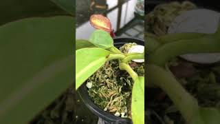 Nepenthes rajah x veitchii BE3730 [upl. by Aiden]