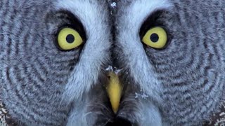 Mesmerising Owl Moments  BBC Earth [upl. by Enibas]