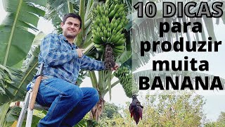 10 DICAS INFALÍVEIS PARA PRODUZIR GRANDES CACHOS DE BANANA Ep08 [upl. by Mcmaster]