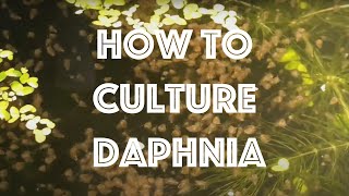 How To Culture Daphnia Magna [upl. by Yerdua]