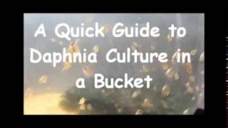 How to culture daphnia outside [upl. by Moyna566]