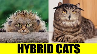 HYBRID CATS  Animals That Dont Exist [upl. by Isaacson]