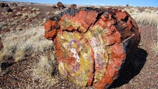 Petrified Forest National Park [upl. by Rodrigo]