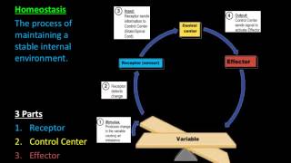 Homeostasis amp Feedback Mechanisms [upl. by Calie401]