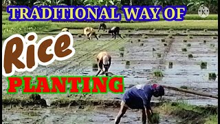 TRADITIONAL RICE PLANTING IN THE PHILIPPINES STEP BY STEP [upl. by Burgess]