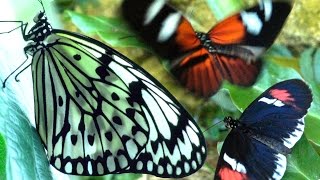 Butterflies Flying in Slow Motion HD  Houston Butterfly Museum [upl. by Anilesor551]