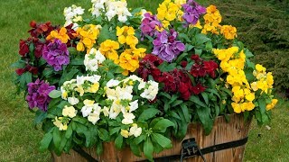 How to Plant Wallflower Sugar Rush WinterSpring Garden Guide [upl. by Adnohsat]