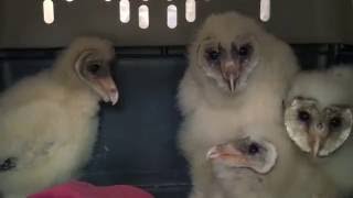 The Ghostly Noises of Baby Barn Owls [upl. by Chap]