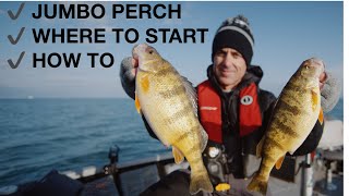 Early season JUMBO perch Lake Erie how to [upl. by Selimah]