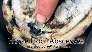 Horse Hoof Abscesses [upl. by Ivor]