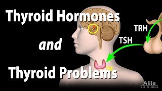 Thyroid Gland Hormones and Thyroid Problems Animation [upl. by Iad]