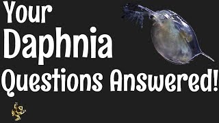 Daphnia Questions Answered [upl. by Thunell]