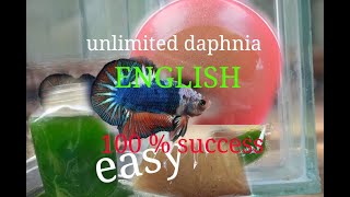 daphnia moina culture Easy way Unlimited production English  with sub Green water Chlorella [upl. by Etteloiv]