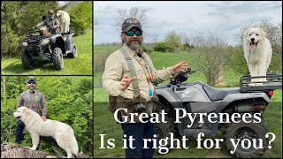 Great Pyrenees  Is It Right For You [upl. by Cozza]