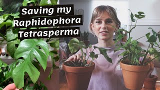 My Raphidophora Tetrasperma vs Root Rot  Propagating  Potting [upl. by Haidabo903]