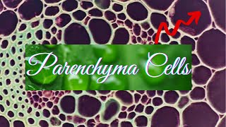 Parenchyma Parenchyma cells in plants [upl. by Ahsinroc]