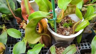 Nepenthes Veitchii Informational II [upl. by Coffey871]