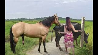 My sister training care her lovely horse in beginner 2021 [upl. by Anma]