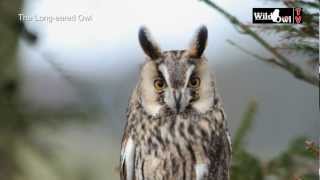 An Introduction to the Longeared Owl Asio otus by Wild Owl [upl. by Broderic]