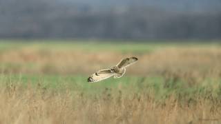 Shorteared Owl inflight  slow motion  part I [upl. by Giusto852]