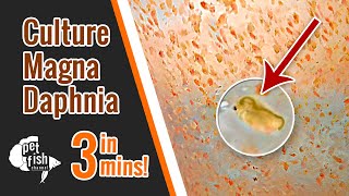 How to culture DAPHNIA MAGNA  The easy way [upl. by Donella]