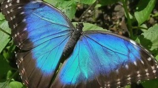 Blue Morpho Butterfly Facts [upl. by Mount]