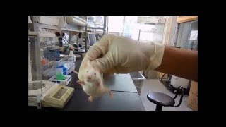 How to hold Lab Mice [upl. by Fruma249]