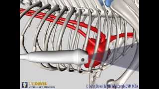 Equine Echocardiographic Technique Cardiac Ultrasound [upl. by Adnilrem]