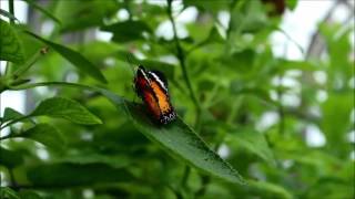 Fluttering Beauties at Butterflies LIVE [upl. by Ethyl]