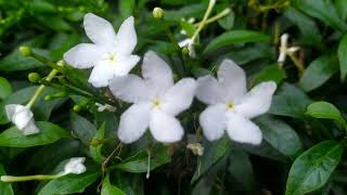 Foliage and Flowers Tabernaemontana divaricata  crepe jasmine  Tagar  Chandni [upl. by Lavina]