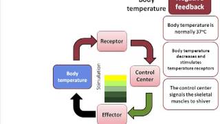 Homeostatic Control Mechanisms [upl. by Aimee298]