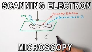 Principle of Scanning Electron Microscopy  SEM [upl. by Airotcivairam]