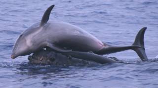 Science Bulletins Whales Give Dolphins a Lift [upl. by Raine699]