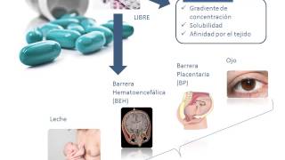 Tema 3 FARMACOCINÉTICA Distribución [upl. by Yrrot945]