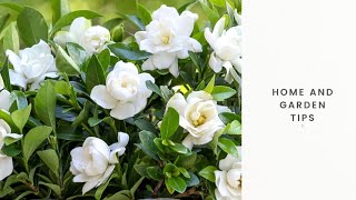 HOW TO FERTILIZE GARDENIA  HOW TO GET MORE FLOWERS ON GARDENIA PLANT HOW TO GET BUDS ON GARDENIA [upl. by Teillo]