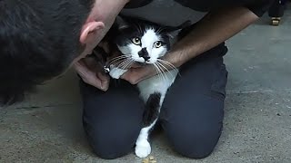 How to trim your cats claws [upl. by Hammad]