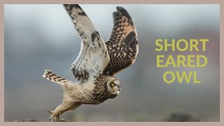 Short eared owl call  Asio flammeus [upl. by Aiciram]