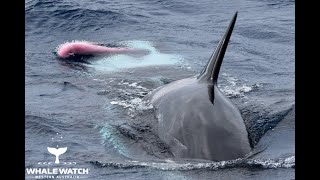 Killer Whales Mating [upl. by Anirrehs]