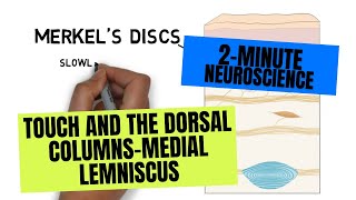 2Minute Neuroscience Touch and the Dorsal ColumnsMedial Lemniscus [upl. by Nelleyram]