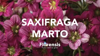 Florensis Saxifraga Marto [upl. by Peters]