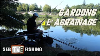 Pêche de gardons à lagrainage maïs et pellets [upl. by Euqinmod]