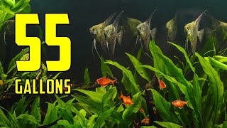 The BEST Ideas for Your 55 Gallon Aquarium [upl. by Niatsirt330]