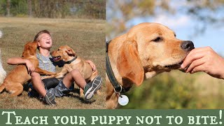 Stop Puppy Biting  Top 3 Training Solutions [upl. by Medora]