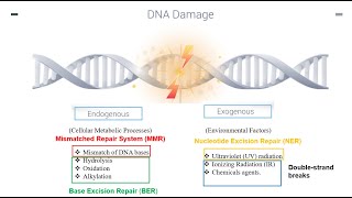 DNA Repair Mechanisms Part 1 [upl. by Kaitlyn]