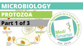 Protozoa  Microbiology  USMLE STEP 1  Part 1 of 3 [upl. by Shute41]