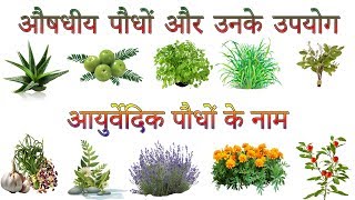 औषधीय पौधों और उनके उपयोग  Ayurvedic Plants Information In Hindi  आयुर्वेदिक पौधों के नाम [upl. by Ilowell108]