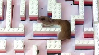 Mouse squeezing through Lego maze [upl. by Leora]