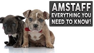 AMERICAN STAFFORDSHIRE TERRIER 101 Everything You Need To Know About Owning a AMSTAFF Puppy [upl. by Gian]